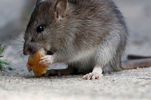 prolifération des rats à paris